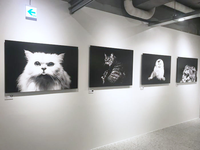GALLERY MUVEILで写真家・榊原俊寿氏のネコ写真展開催