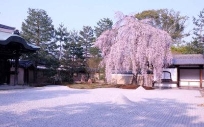 高台寺の茶室「湖月庵」を貸し切って名料亭の朝食　「MOGANA（モガナ）」、新オプションプラン「MOGANA morning blossom」を発売