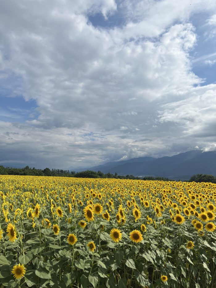 山梨県・北杜・明野ひまわり畑 旅行