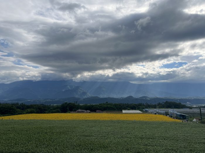 山梨県・北杜・明野ひまわり畑 旅行